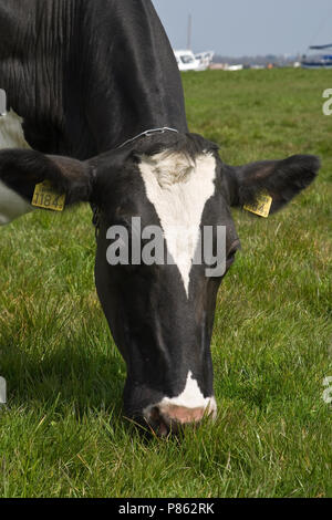 Koe in Weiland; Kuh in der Wiese Stockfoto