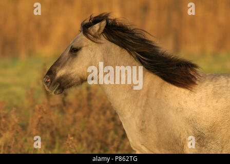 Konik-Pferd Stockfoto