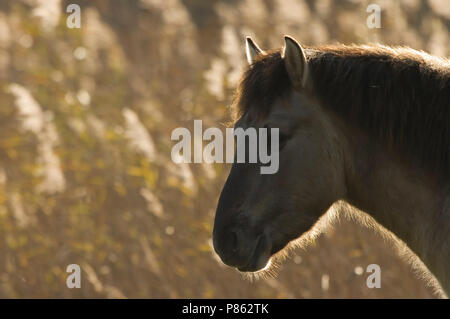 Konikpaard als Grazer in Natuurgebied; wilde Pferd als Grazer im Naturschutzgebiet Stockfoto