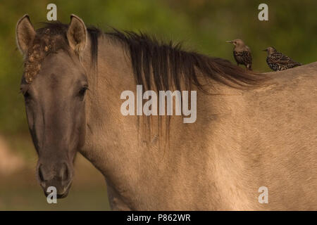 Konikpaard; Wild Horse Stockfoto