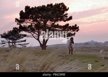 Konikpaard, wildes Pferd Stockfoto