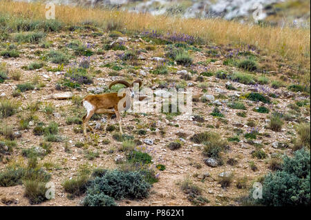 Männliche Konya wilde Schafe auf seinen geschützten Lebensraum in der Türkei, in der Nähe von Konya. Juni 2015. Stockfoto