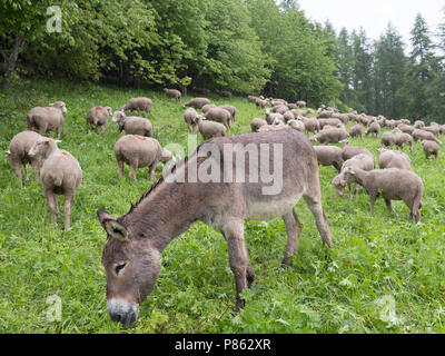 Schafe und Esel an regnerischen Sommertag in den französischen Alpen der Haute Provence Weiden auf Gras grüne Wiese Stockfoto