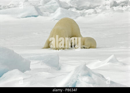 Eisbär mit Jungen; IJsbeer met Jong Stockfoto