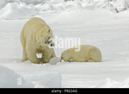 Eisbär mit Jungen; IJsbeer met Jong Stockfoto
