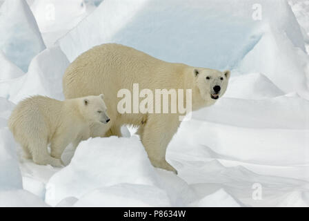 Eisbär mit Jungen; IJsbeer met Jong Stockfoto
