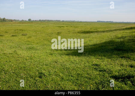 Polder lepelaar in De Brabantse Biesbosch Stockfoto