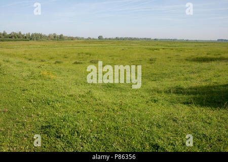 Polder lepelaar in De Brabantse Biesbosch Stockfoto