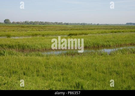 Polder lepelaar in De Brabantse Biesbosch Stockfoto