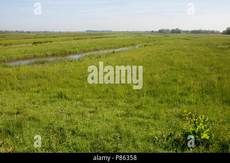 Polder lepelaar in De Brabantse Biesbosch Stockfoto