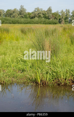 Polder lepelaar in De Brabantse Biesbosch Stockfoto