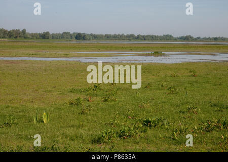 Polder lepelaar in De Brabantse Biesbosch Stockfoto