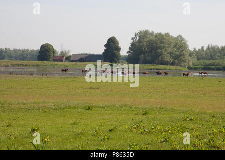 Polder lepelaar in De Brabantse Biesbosch Stockfoto