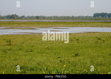 Polder lepelaar in De Brabantse Biesbosch Stockfoto