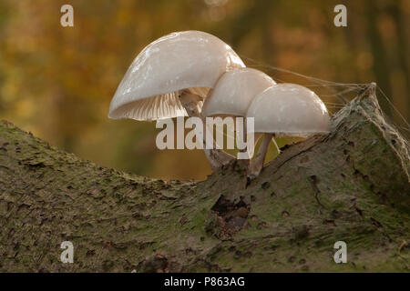 Porseleinzwam op boomstronk; Porzellan Pilz am Baum trunc Stockfoto