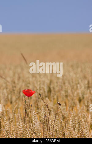 Klaproos in een graanveld, stachelige Poppy im Feld von Weizen Stockfoto