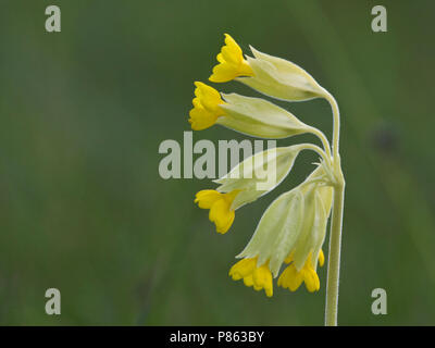 Closeup van bloeiende Gulden sleutelbloem Germany, Nahaufnahme der Blüte Schlüsselblume Deutschland Stockfoto