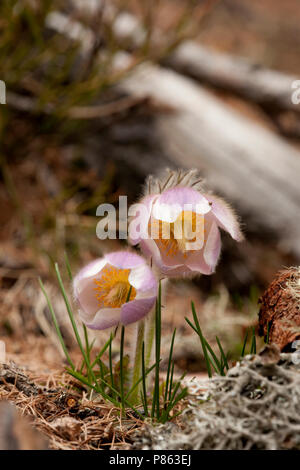 Pelsanemoon Zwitserland, Feder Pasque flower Schweiz Stockfoto