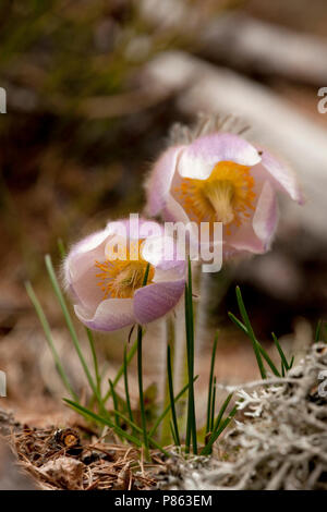 Pelsanemoon Zwitserland, Feder Pasque flower Schweiz Stockfoto