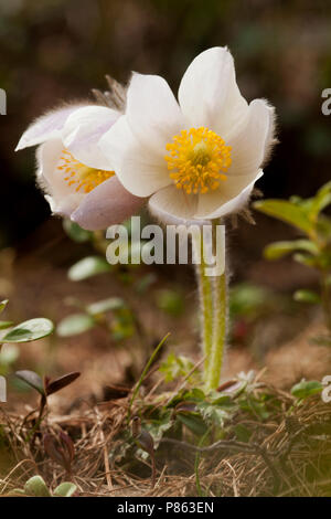 Pelsanemoon Zwitserland, Feder Pasque flower Schweiz Stockfoto