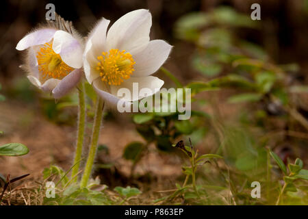 Pelsanemoon Zwitserland, Feder Pasque flower Schweiz Stockfoto