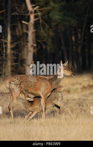 Edelhert hinde Sterben een Jong zoogd; Rotwild hind füttern ihre Jungen Stockfoto