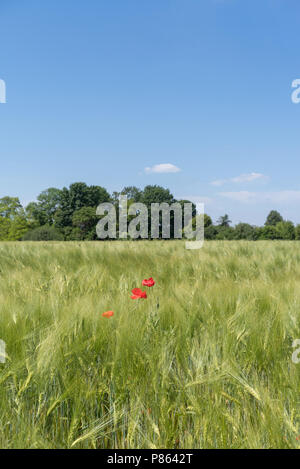 Podolien anbrachte Region der Ukraine, Frühling Landschaft. Grünes Weizenfeld und blauer Himmel Stockfoto