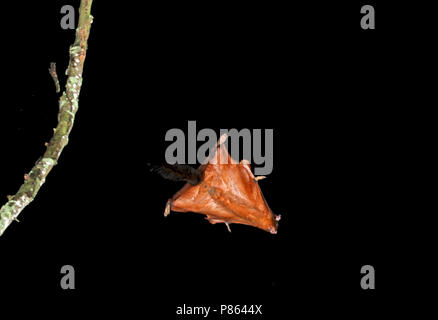 Vliegende Tagoean, Roter Riese flying squirrel im Flug Stockfoto