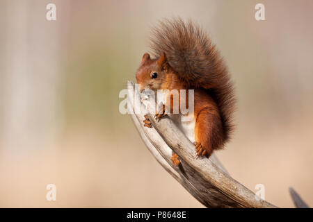 Eekhoorn zit op een gewei; rote Eichhörnchen auf einem geweih gehockt Stockfoto