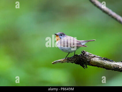 Red-breasted Schopftyrann gehockt Stockfoto