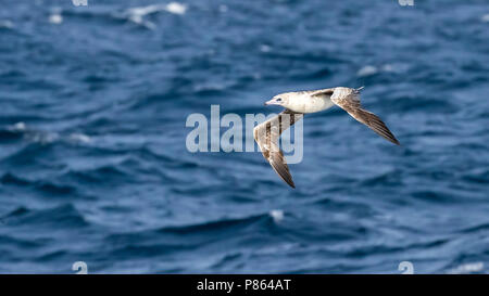 Unreife 2nd-Zyklus Atlantic Red-footed Booby fliegen über den Kanal zwischen Raso und Sao Nicolau, Kap Verde. Juni 2018. Stockfoto