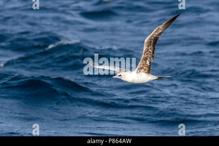 Unreife 2nd-Zyklus Atlantic Red-footed Booby fliegen über den Kanal zwischen Raso und Sao Nicolau, Kap Verde. Juni 2018. Stockfoto