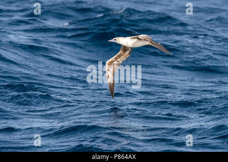 Unreife 2nd-Zyklus Atlantic Red-footed Booby fliegen über den Kanal zwischen Raso und Sao Nicolau, Kap Verde. Juni 2018. Stockfoto