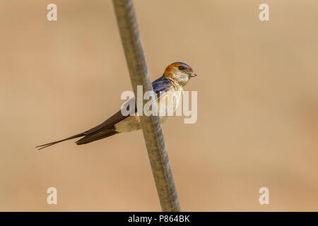 Red-rumped Swallow, Erwachsene thront auf einem Draht, der in SE der Türkei. Stockfoto