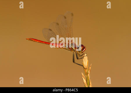 Mann Zwervende heidelibel; Männlich rot geäderten Darter; Stockfoto