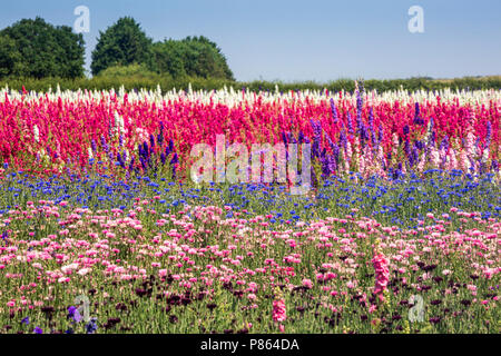 Konfetti Felder bei Wick, Worcestershire, England Stockfoto