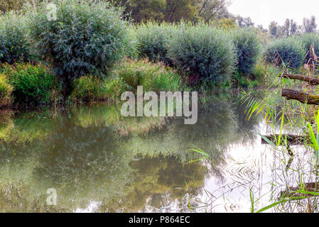 Weerspiegeling, Reflexion Biesbosch Stockfoto