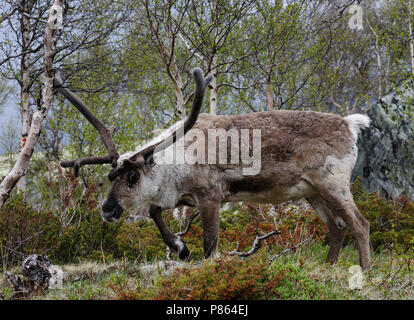 Natur Bild Stockfoto