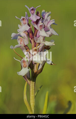 Rietorchis; Western Marsh Orchid Stockfoto