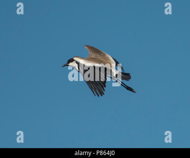 Sporn - winged Kiebitz plover Vanellus spinosus wilden Vogel im Flug Stockfoto