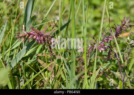 De Rode ogentroost in Vochtige duinvallei; Rot Bartsia in feuchten Dünen Stockfoto