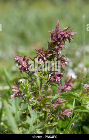 De Rode ogentroost in Vochtige duinvallei; Rot Bartsia in feuchten Dünen Stockfoto