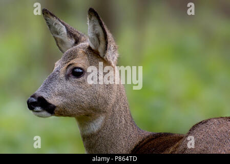 Ree close-up; Rehe close-up Stockfoto