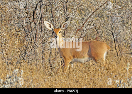 Steinbock in Namibia Stockfoto