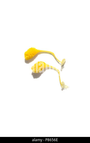 Nahaufnahme auf die beiden gelben Pollinien der wilden Bienen-ragwurz (Ophrys apifera), der die Pollen Massen, die caudicle und die viscidium. Über eine whit Isoliert Stockfoto