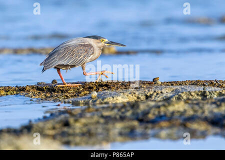 Nach gestreift Heron wandern in Hamata Strand, Ägypten, Rotes Meer. 23. Mai 2014. Stockfoto