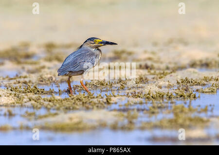 Nach gestreift Heron wandern in Hamata Strand, Ägypten, Rotes Meer. 24. Mai 2014. Stockfoto