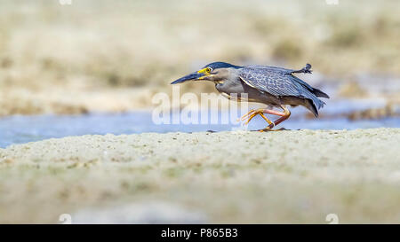 Nach gestreift Heron wandern in Hamata Strand, Ägypten, Rotes Meer. 24. Mai 2014. Stockfoto