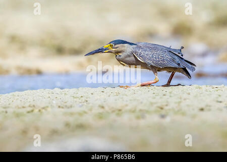 Nach gestreift Heron wandern in Hamata Strand, Ägypten, Rotes Meer. 24. Mai 2014. Stockfoto