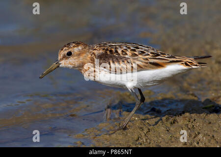 Gambecchio; wenig Stint; Calidris minuta Stockfoto